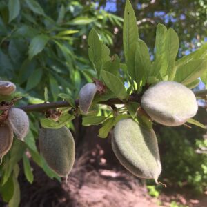 Badam Benefits in Hindi